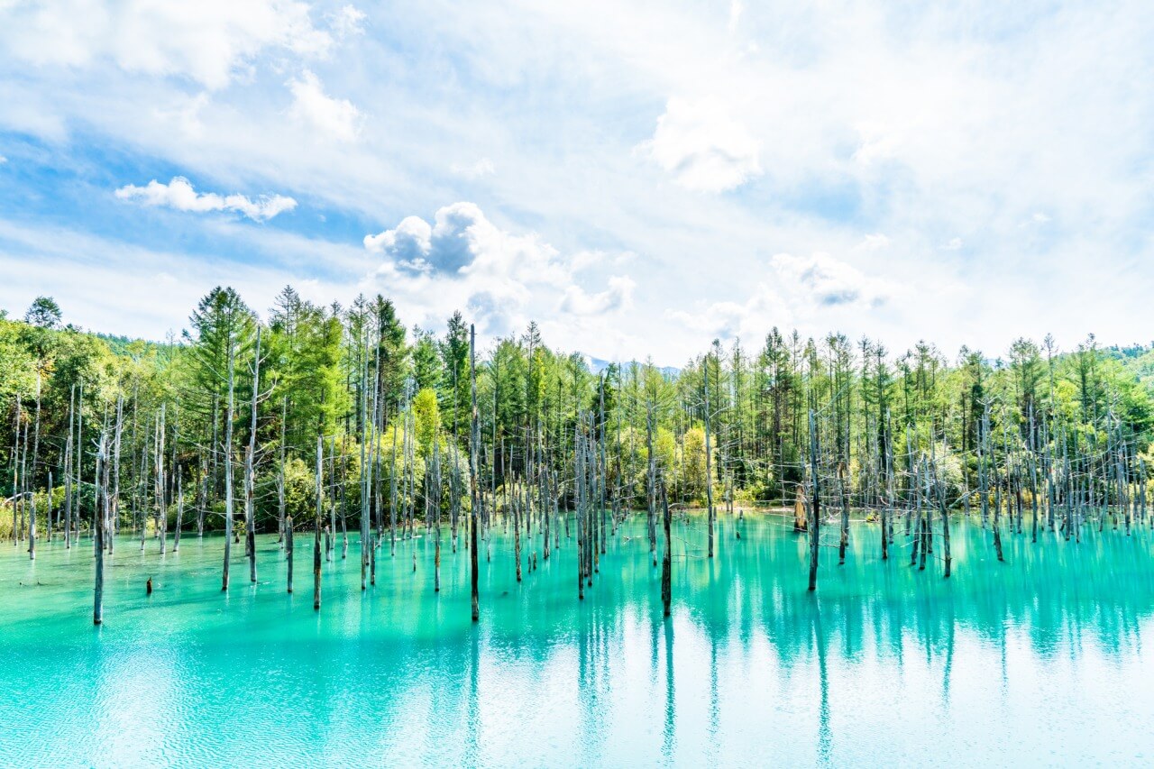 北海道美瑛町の青い池