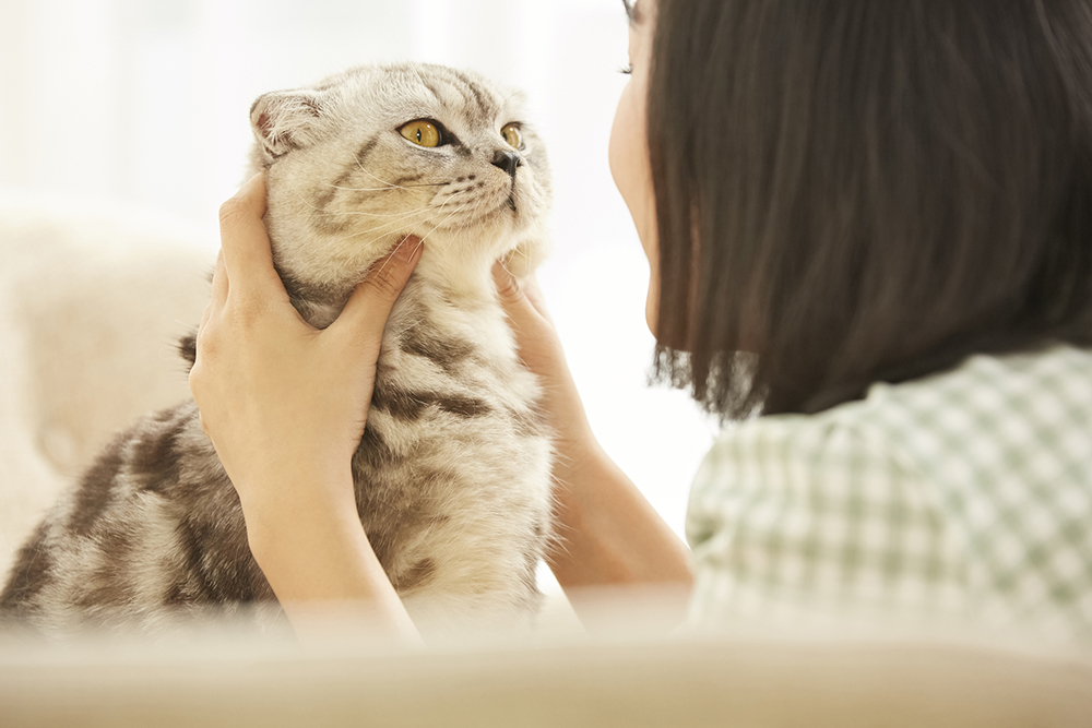 一人暮らしで猫を飼う時の注意点！かわいそうにしない方法！！