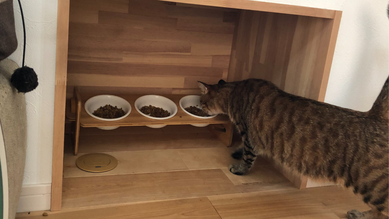 猫を飼うときの食事やトイレの管理方法